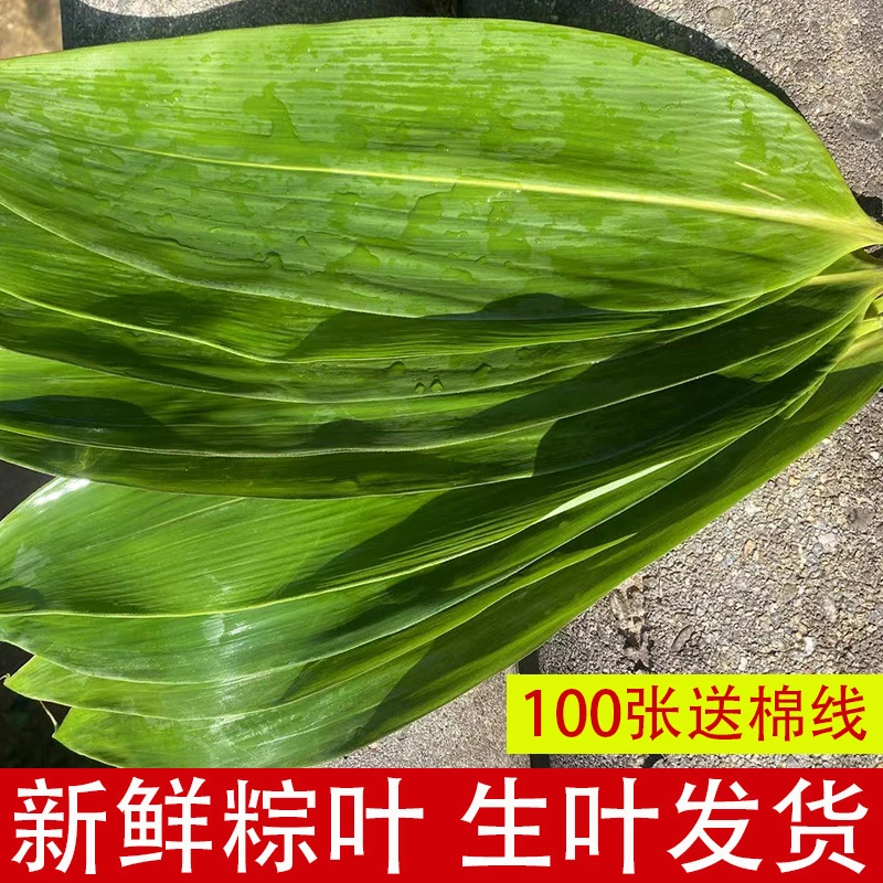 粽子叶新鲜粽叶现摘现发天然箬叶现采批发端午节包粽子江西发100g