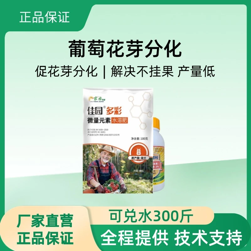 葡萄穗满园花芽分化促花芽分化养分回流