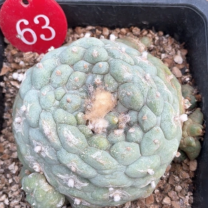 仙人球落地自根8公分63