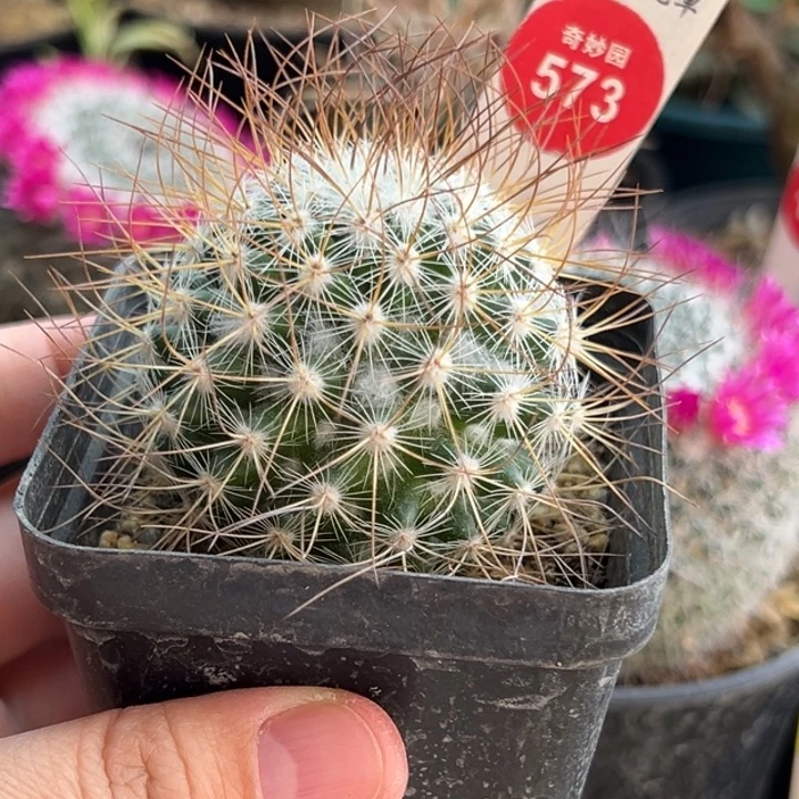 实生狂刺海泉一棵仙人球，