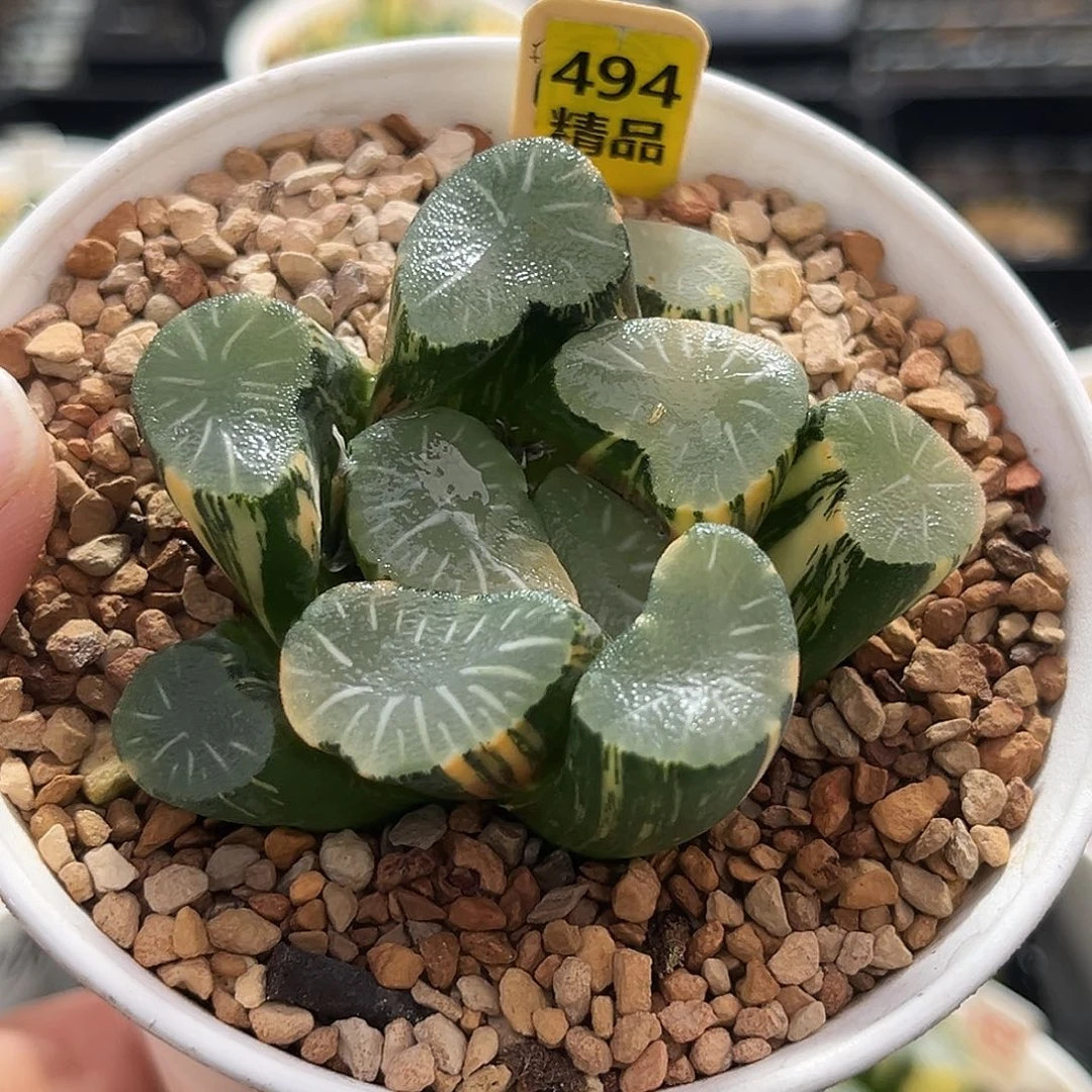 494欧大宝万象锦福利