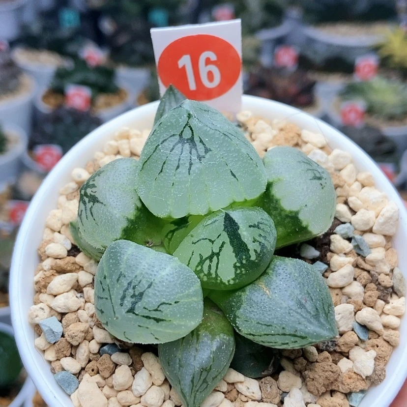 【闪购商品】16杨贵妃