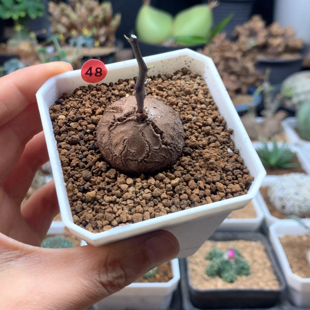南非龟甲龙带盆48