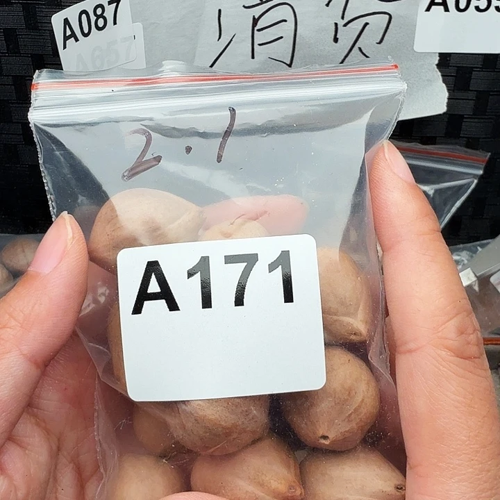 一***天手串/手链橄榄核橄榄