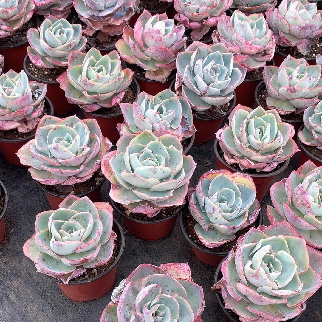 达芬奇密码9.9两颗  量拍多肉