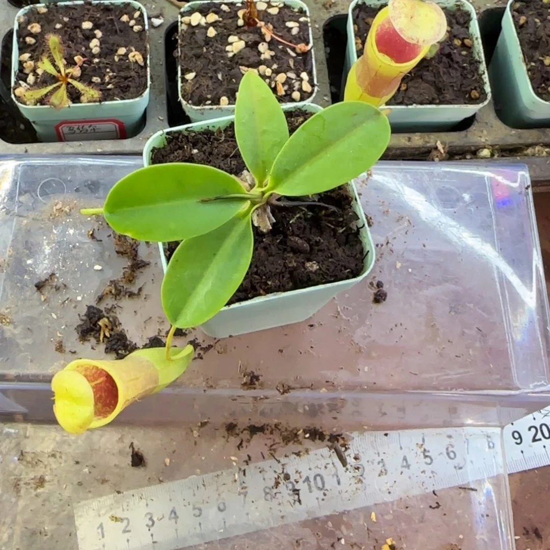 完全开放大苗CLC猪笼草