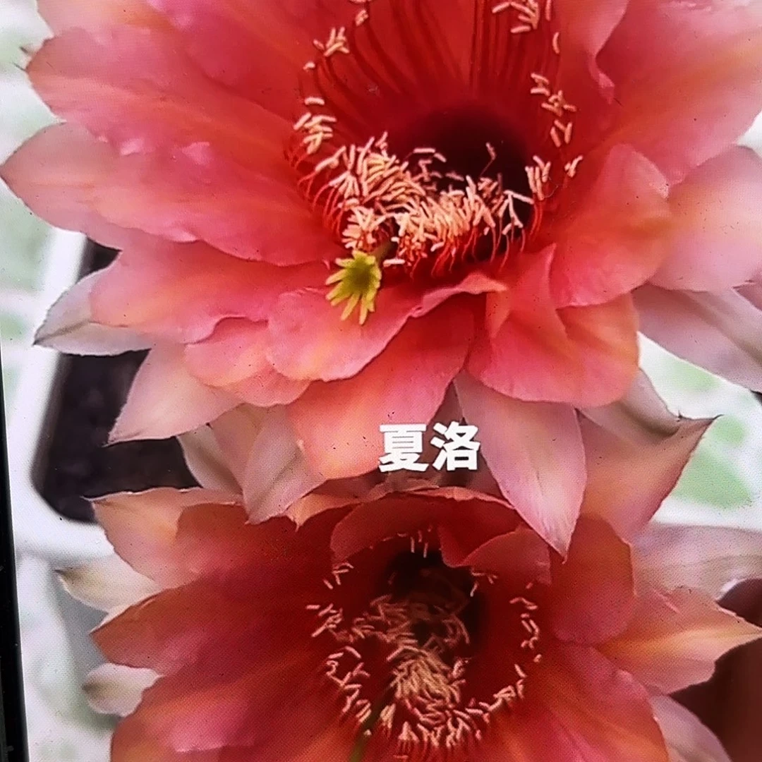 夏洛彩公分侧牙20包邮26