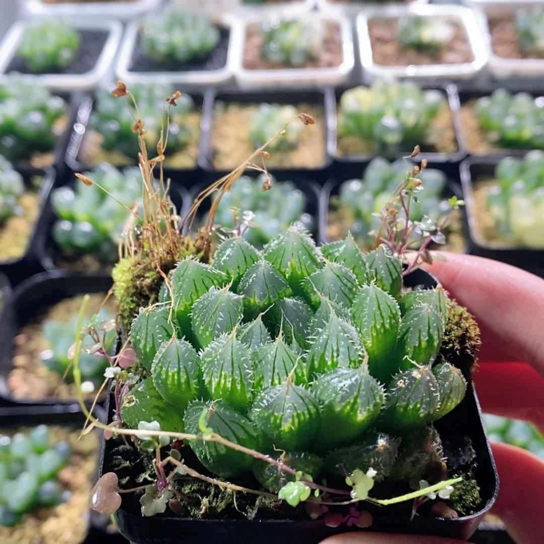 实生寿玉露多肉植物