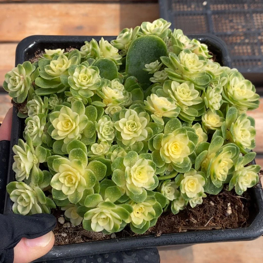 猫眼玫瑰锦多肉植物