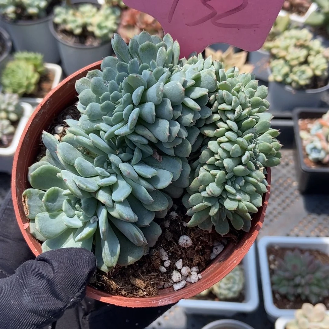 932白胖子缀多肉植物保护