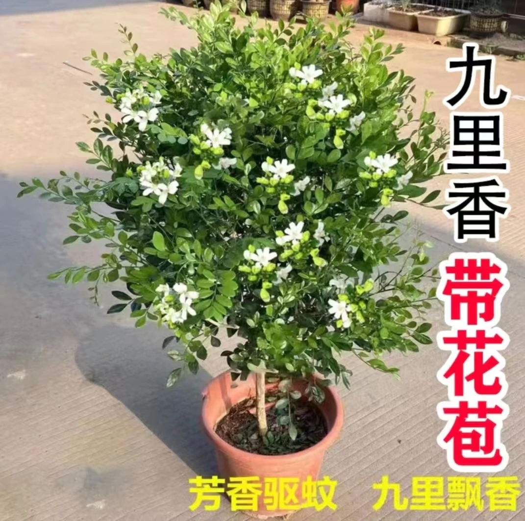 【九里香】老桩四季开花盆栽室内花卉植物阳台驱蚊驱虫吸甲醛花香