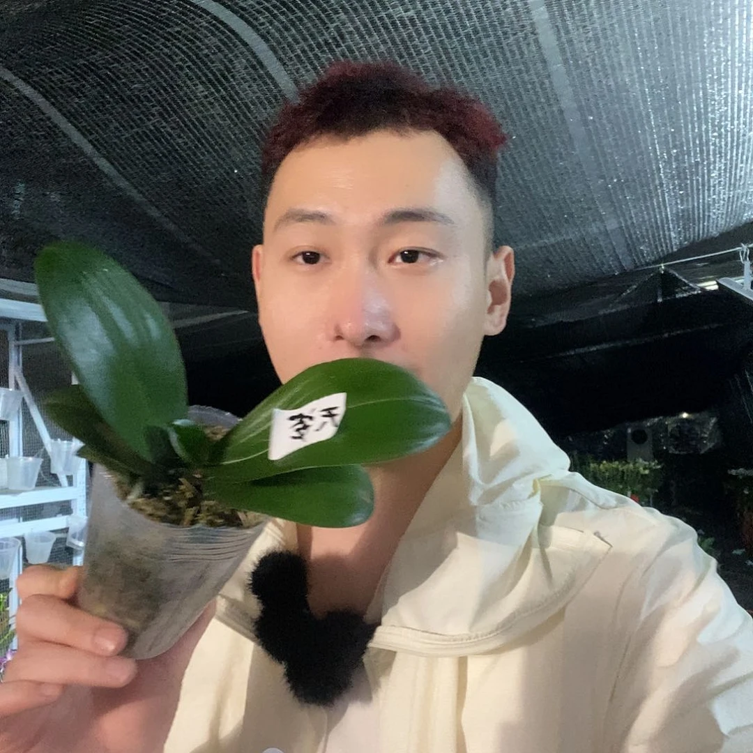无花朵天资蝴蝶兰