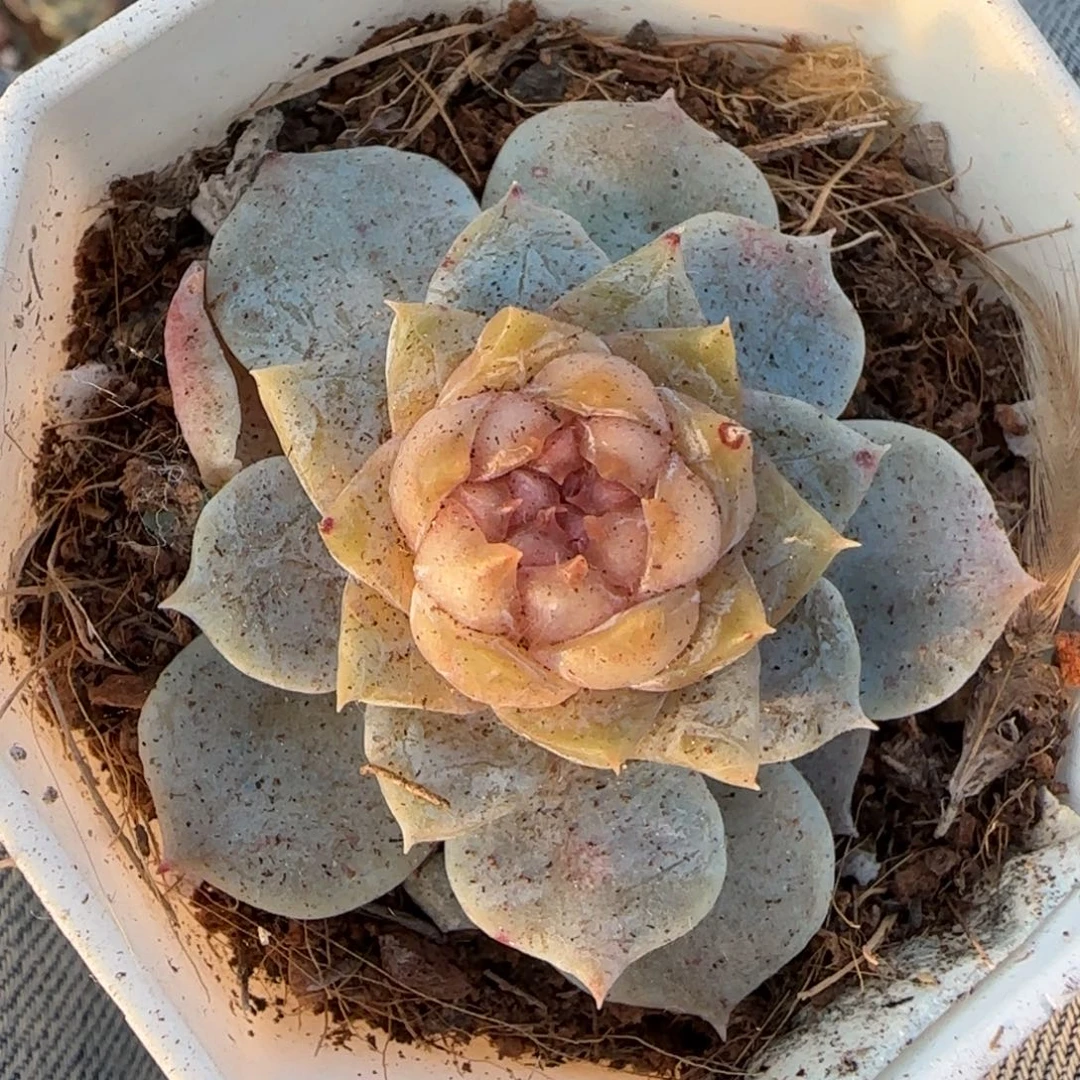 多肉小卡拉米糖心一物一拍