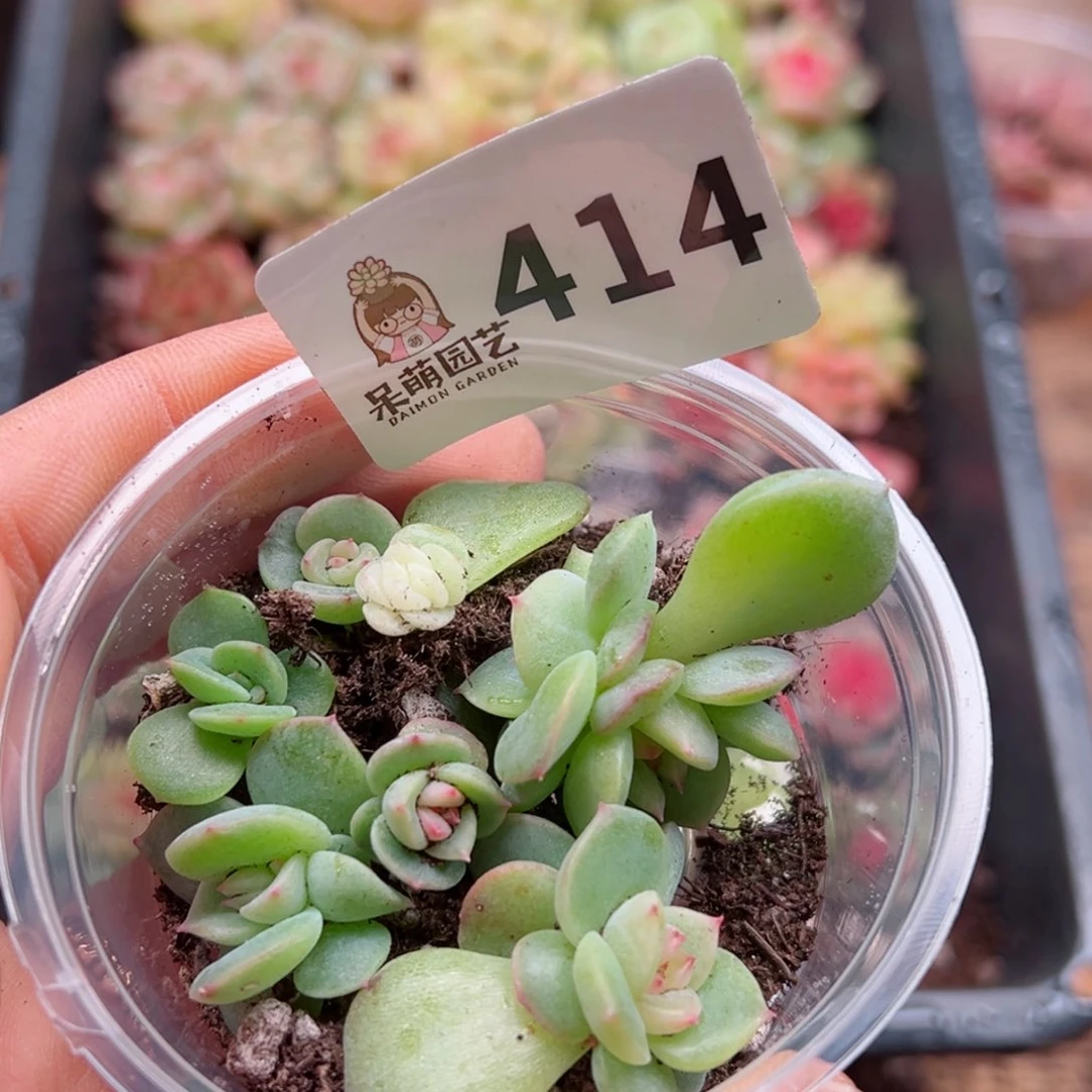 多肉植物多肉植物