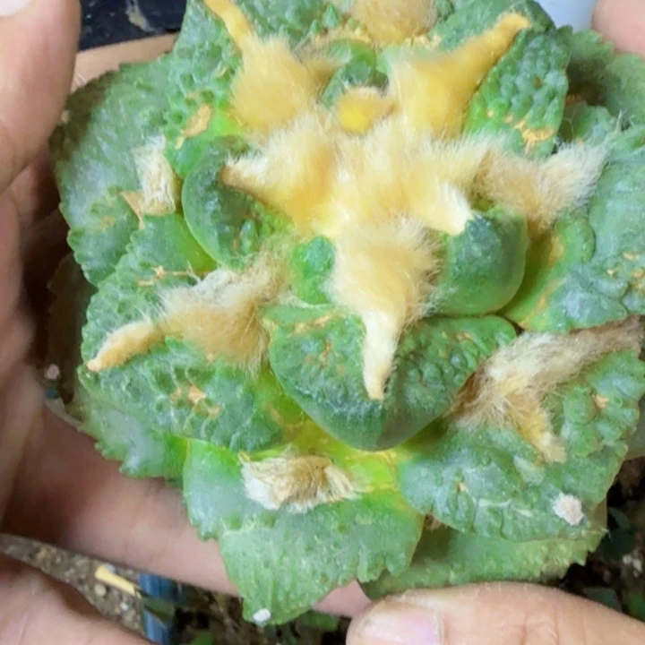 无花朵福利苗接龟甲怒962