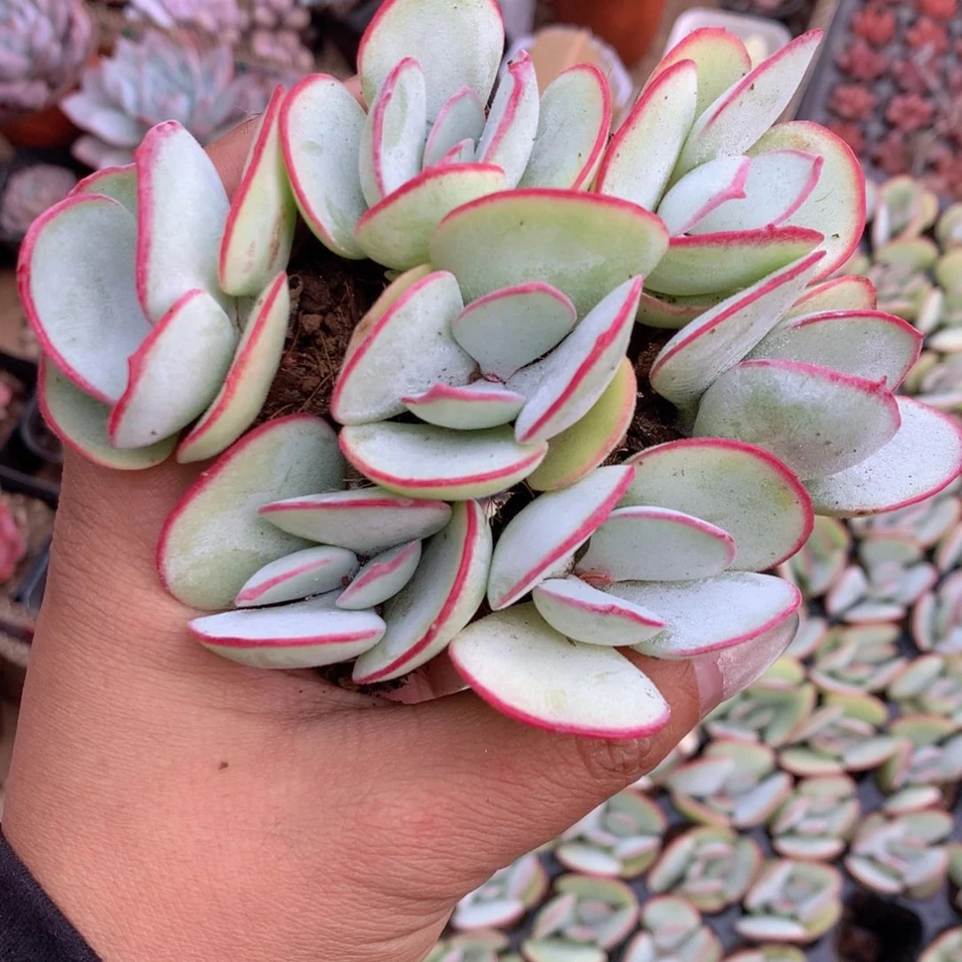 （满9.99包邮）白眉 2-3cm 猫小姐多肉