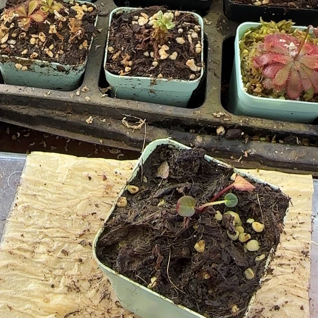 无花朵塔黄高山植物