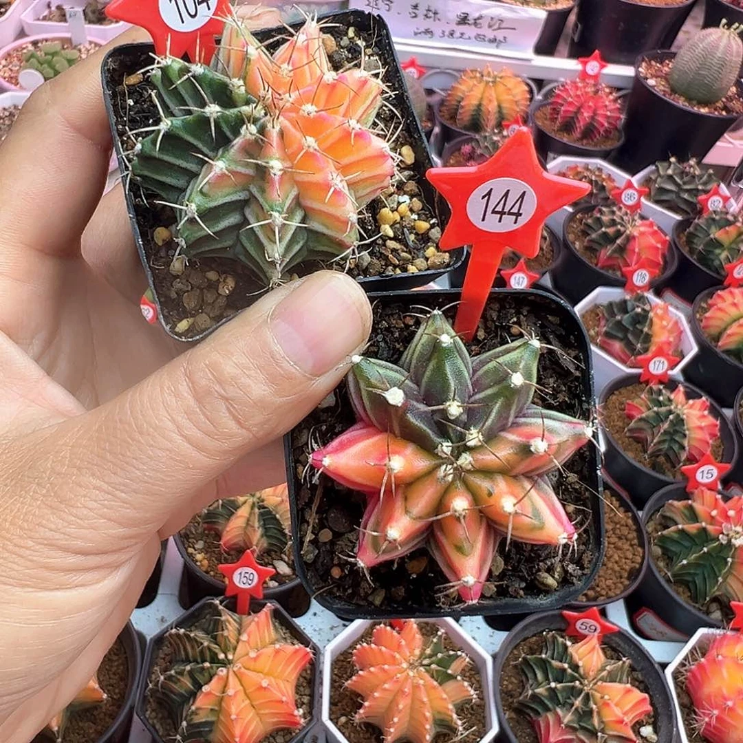 洋*粉104号144号两棵带盆土发货