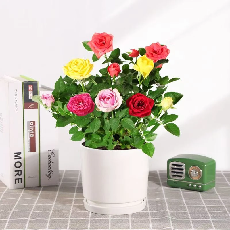 混色月季花盆栽四季开花阳台庭院花苗带花苞月季花苗花卉