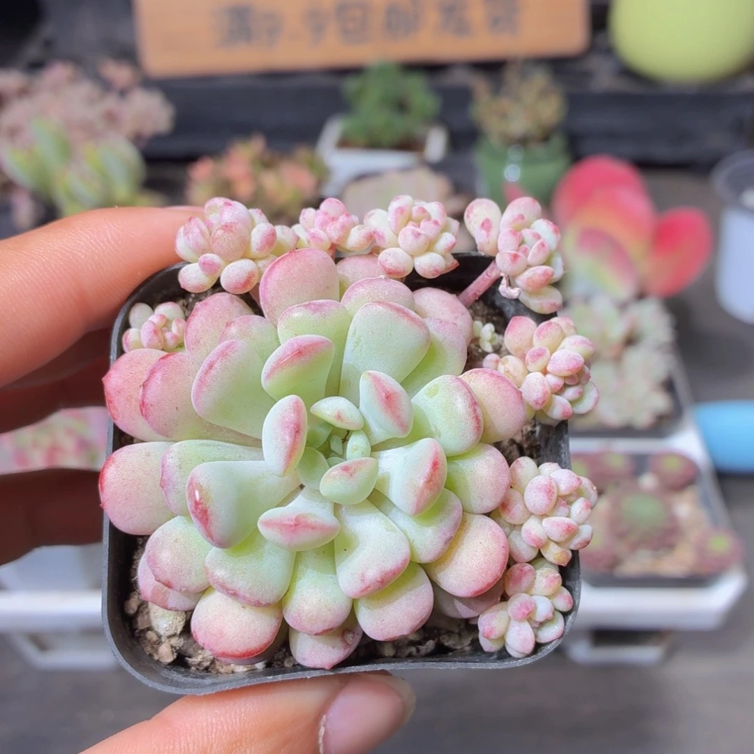 萌豆多肉9.9包邮发货