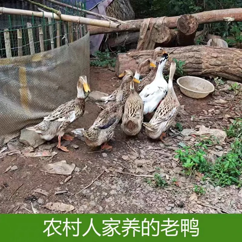 四川农村农户散养粮食喂养土鸭农家散养麻鸭老鸭鸭子