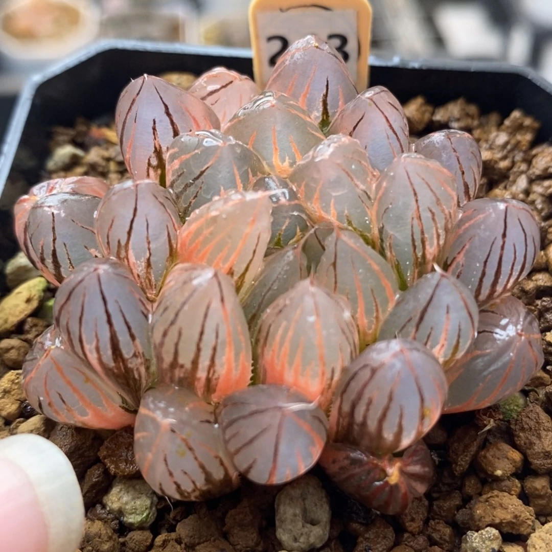 243霓虹灯玉露锦，，，