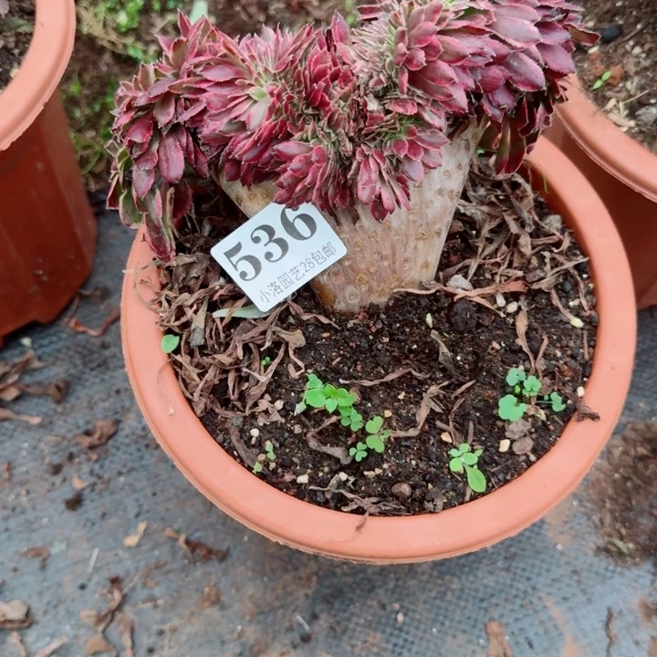 536缀化多肉植物满28包邮