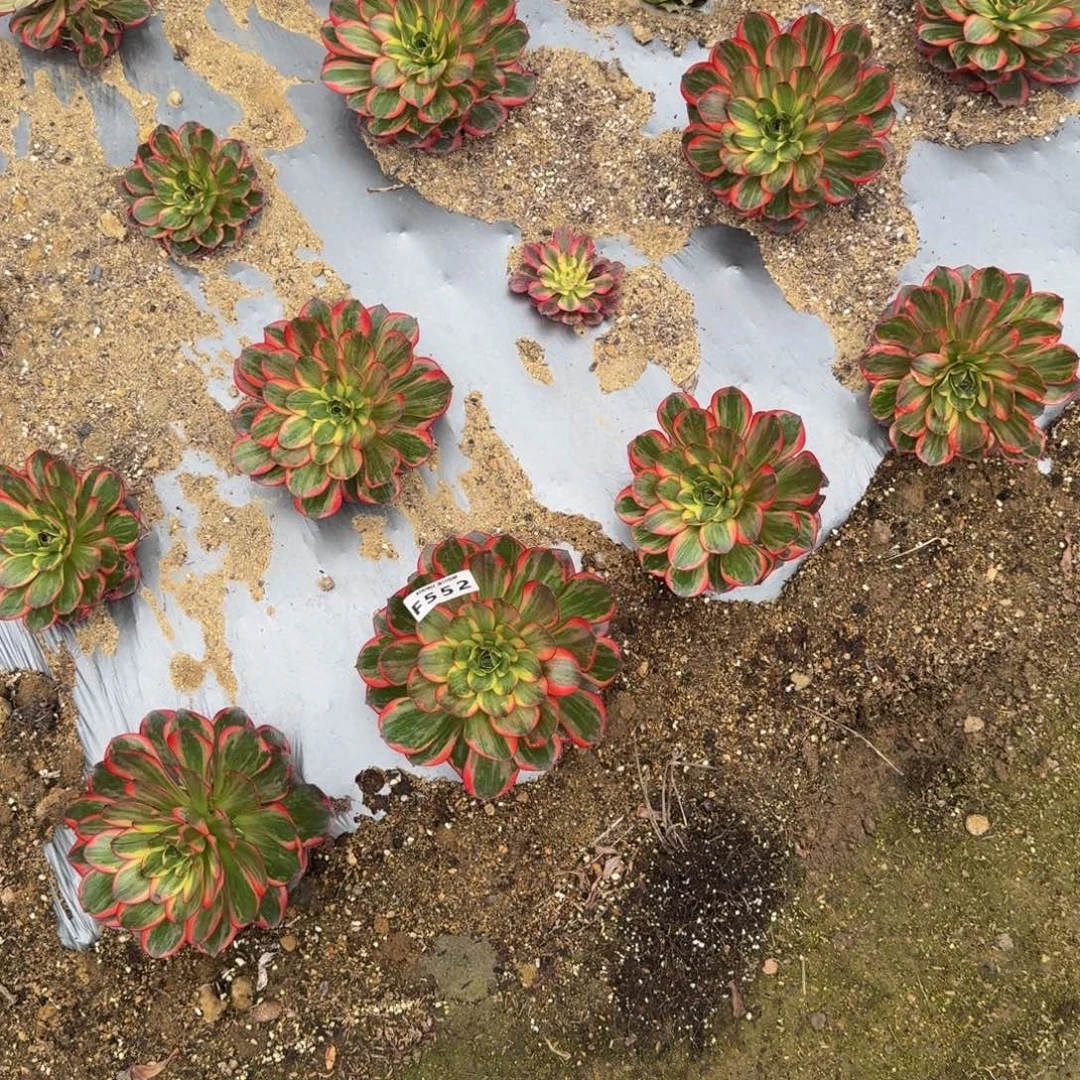 痞***板041拉菲到秋。多肉植物