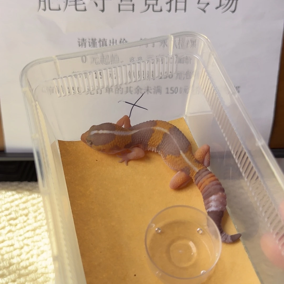 肥尾守宫直线橘白 妹妹