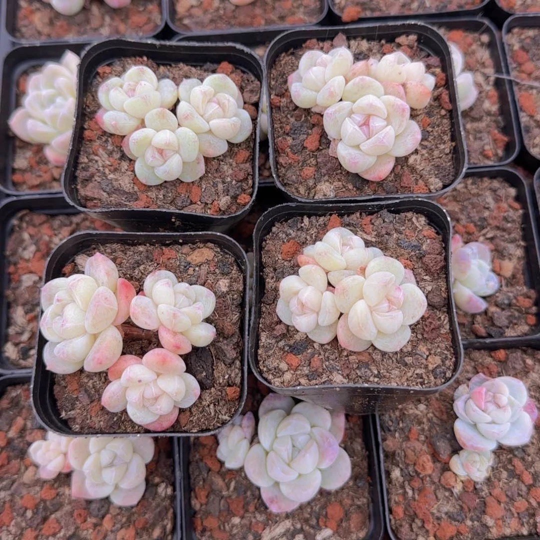 冰玉白体钻纹3头一颗