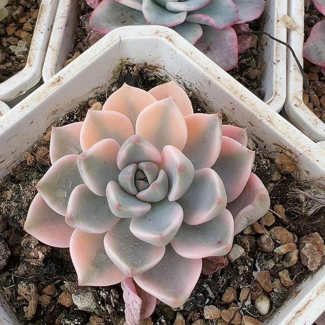 红粉佳人锦，多肉植物