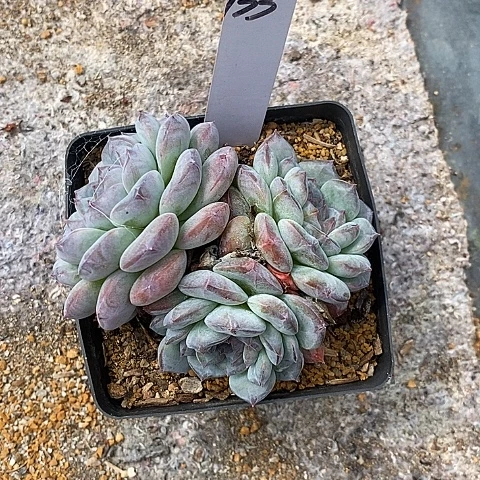 夜**兰133多肉植物老桩