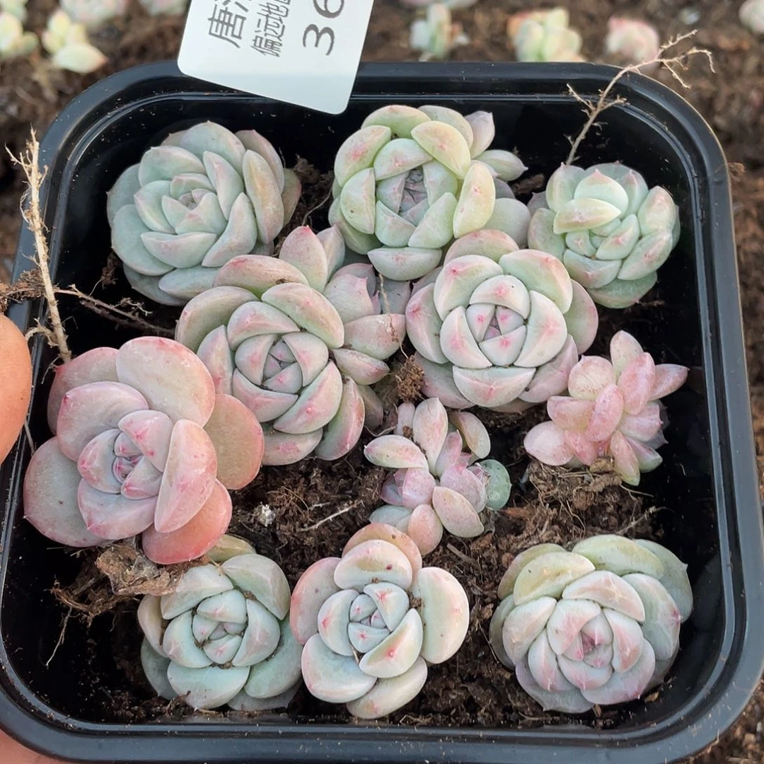 遥遥领先一物一拍368