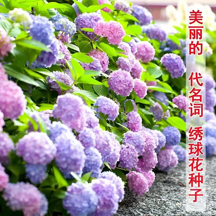 混色梦幻绣球花种子糖果花种庭院阳台盆栽四季开花室外种子