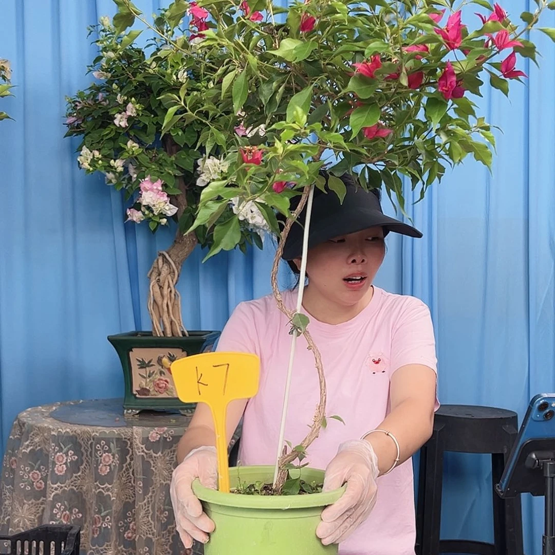 风***莉当前无花栽培后可以开花K7紫红桑巴