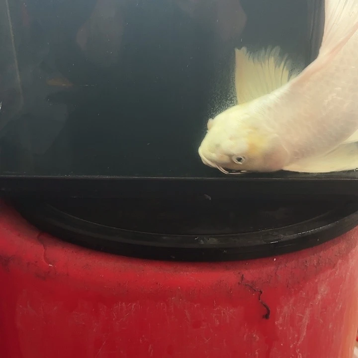 建***胎蝴蝶鲤鱼蝴蝶鲤包邮40不售后