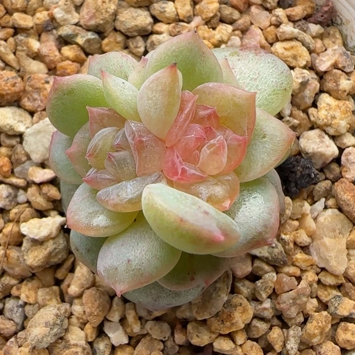 【满19.9包邮非偏远】878石化糖心