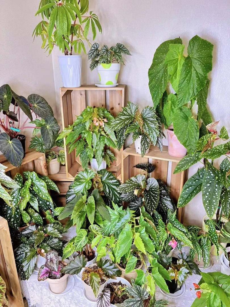 一栗植物园（徐先生）乌头杂秋海棠鳟鱼粉旗鱼ins风植物盆栽