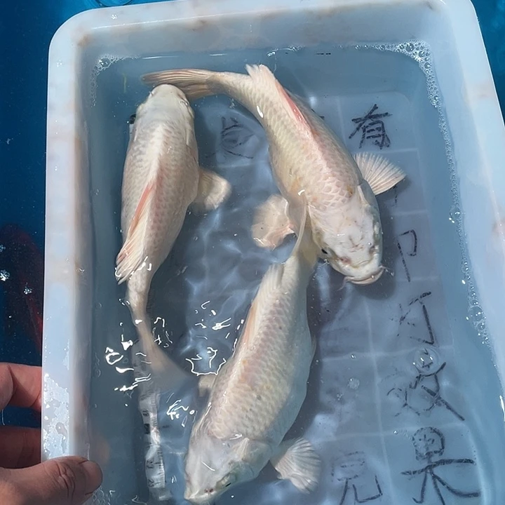 蝴蝶鲤鱼渔场直发12