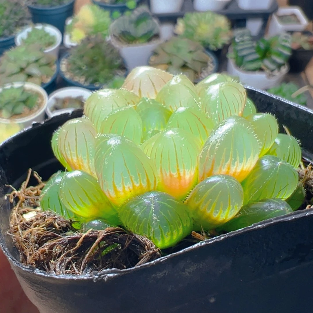 洛神玉露多肉多肉一颗