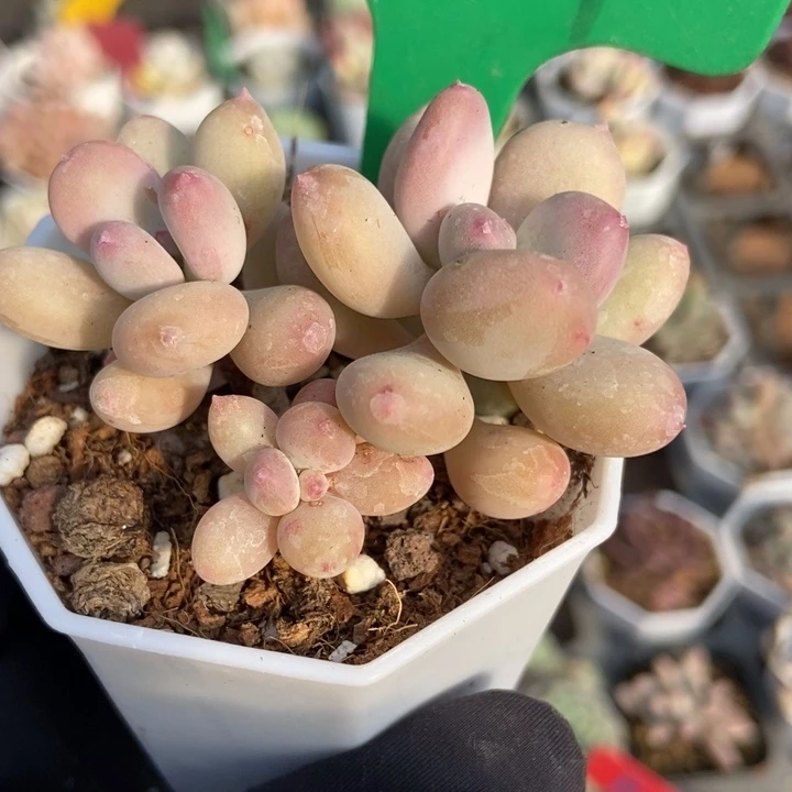 987糖豆奶多肉植物保护