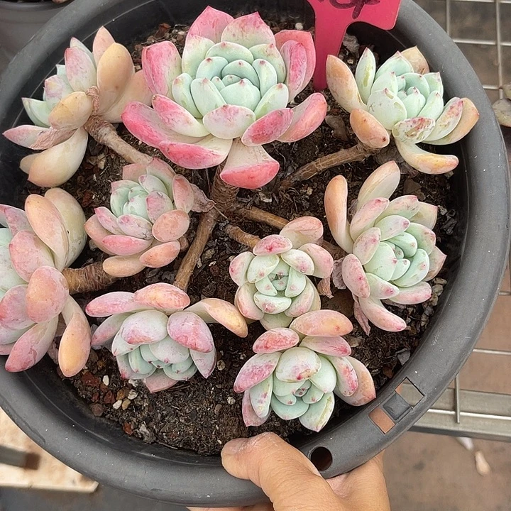 两单包邮，一物一拍184望酥