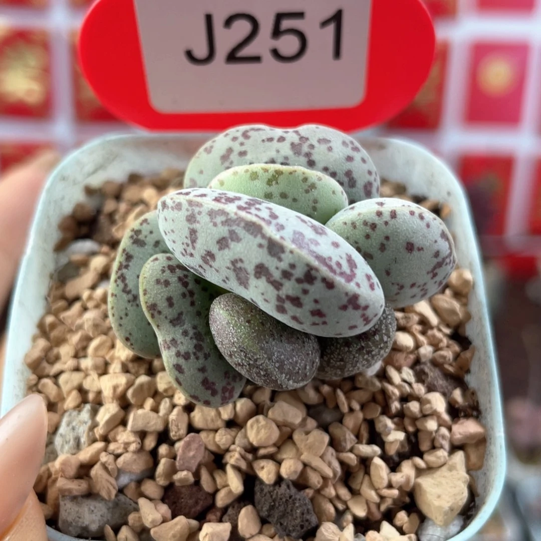 花蛋。      251。