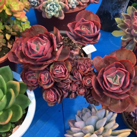 行***。1739秀妍的人