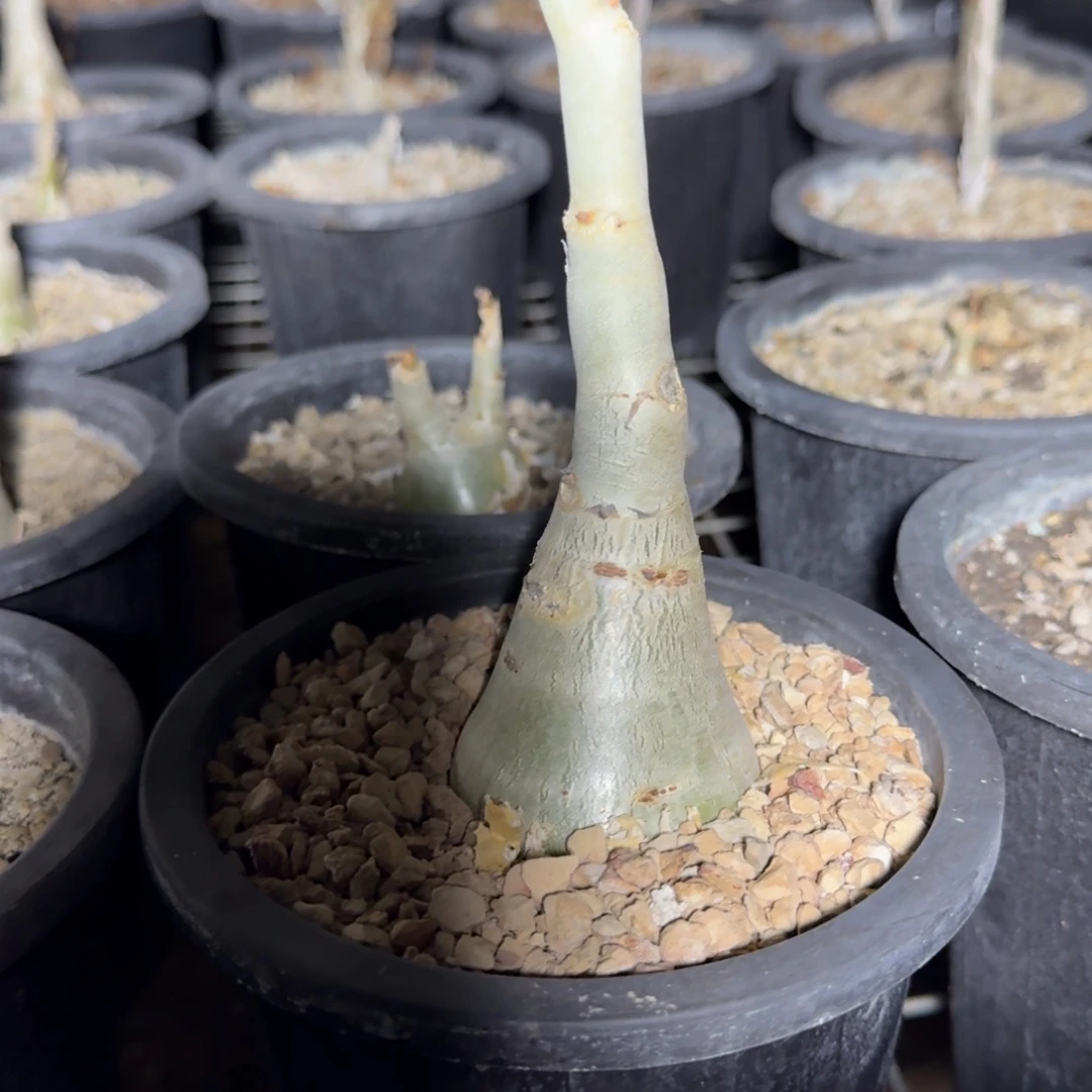 祖逖葡萄瓮块根多肉植物