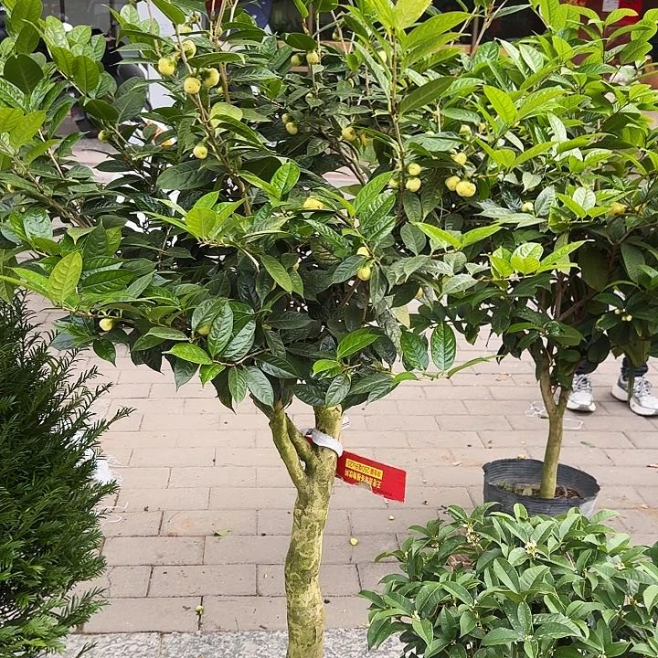 杜鹃盆景杜鹃老桩绿*蓝