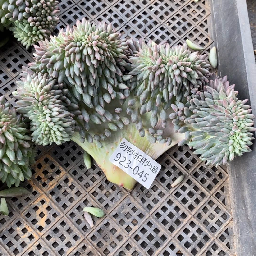 小**?勿秒拍秒退 923-45红蜻蜓缀