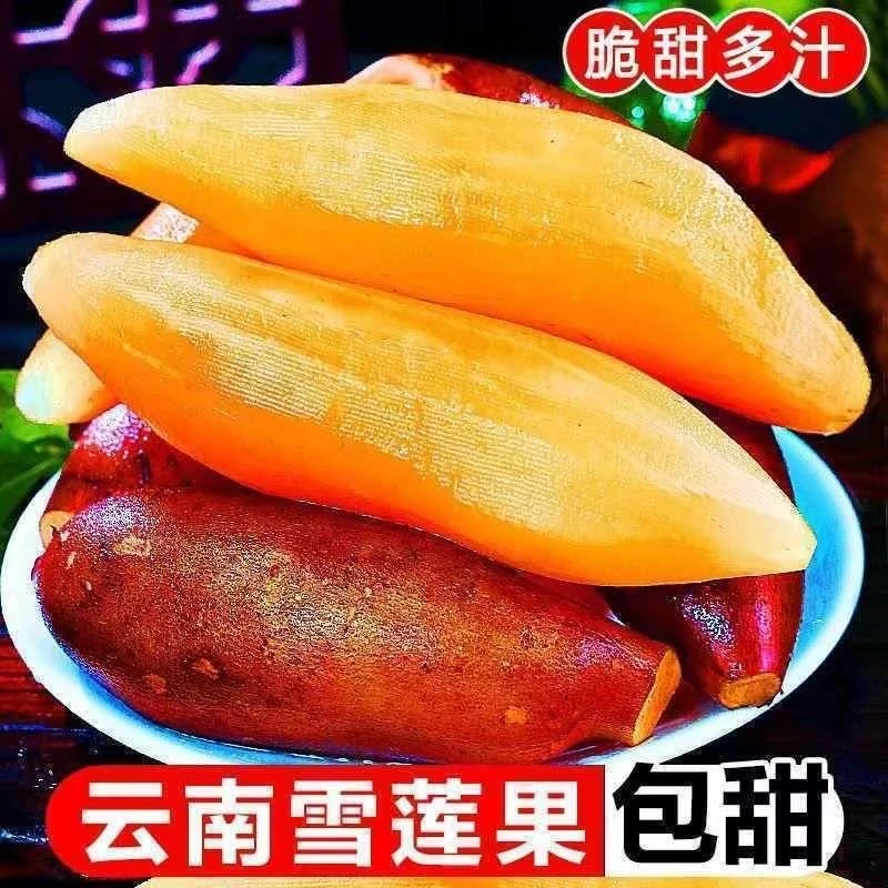 3斤5斤9斤云南雪莲果中大果圆果天山新鲜水果蔬菜天山脆爽多汁