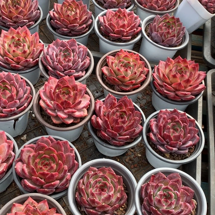 夜魔侠带盆土两单包邮