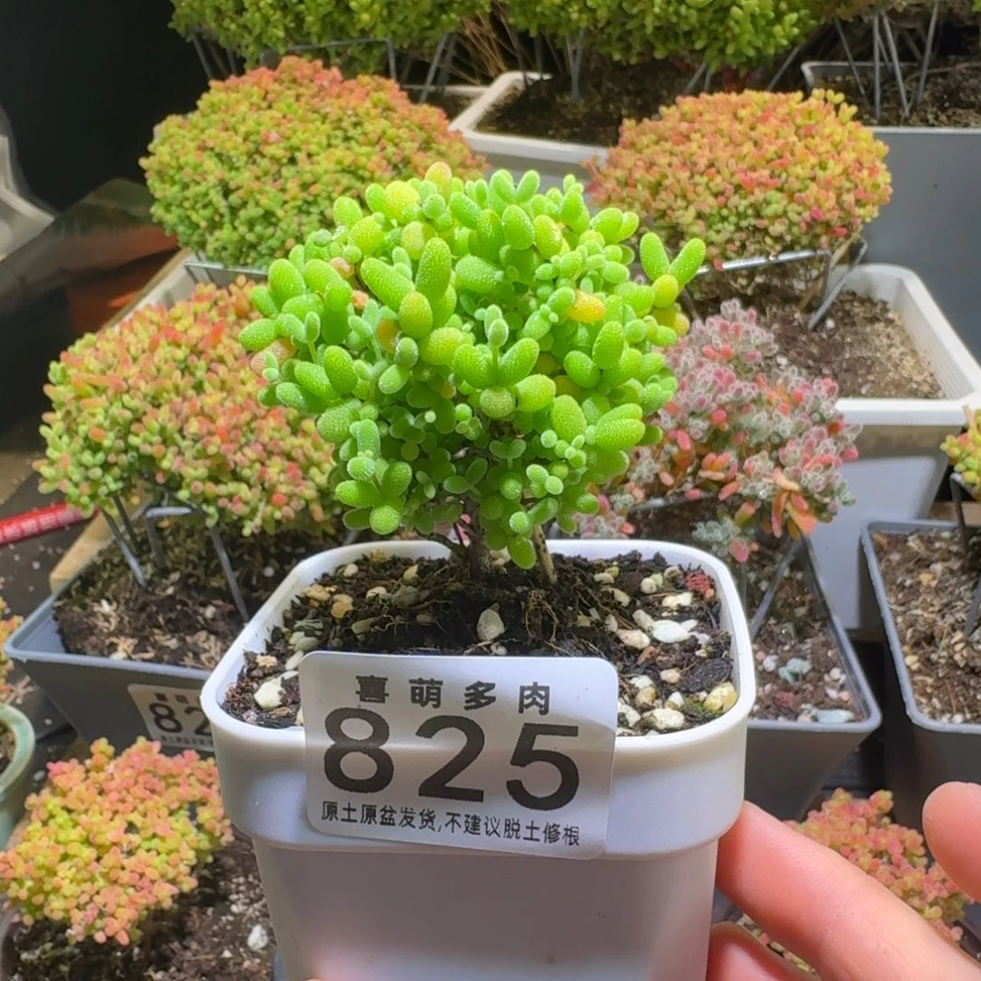 金橘枝干番杏825棒棒糖